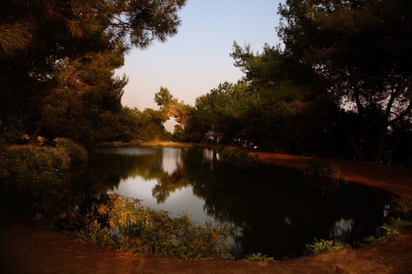 A pond in a Los Angeles urban forest