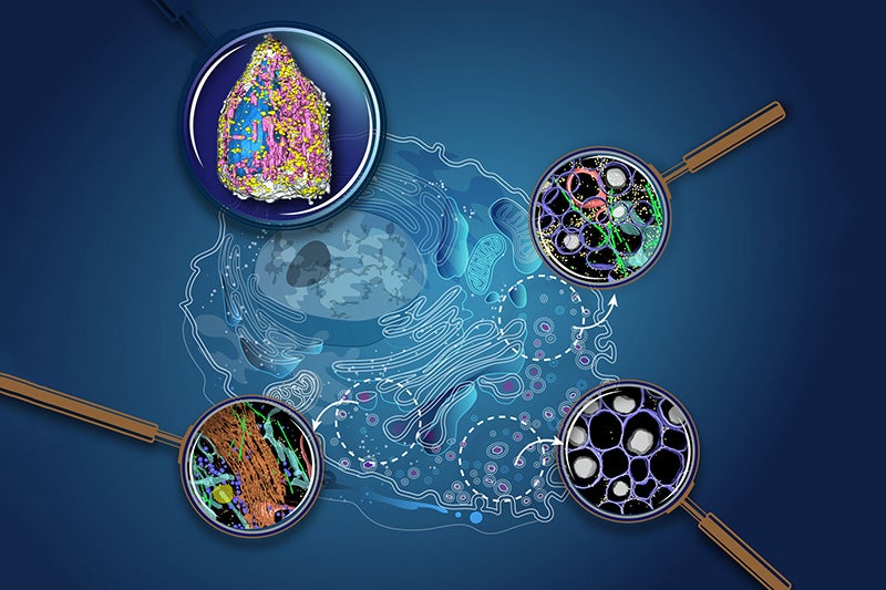 Microscopic rendering of pancreatic cells