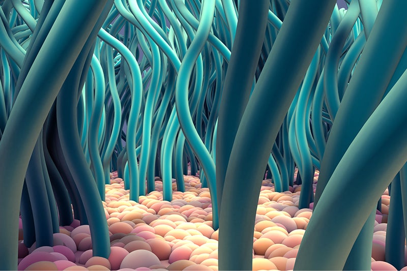 3d illustration Ciliated Cells